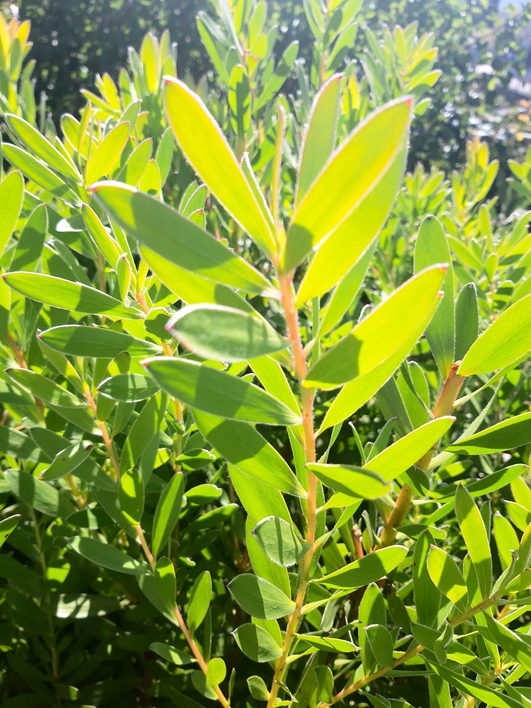 Leucadendros verde