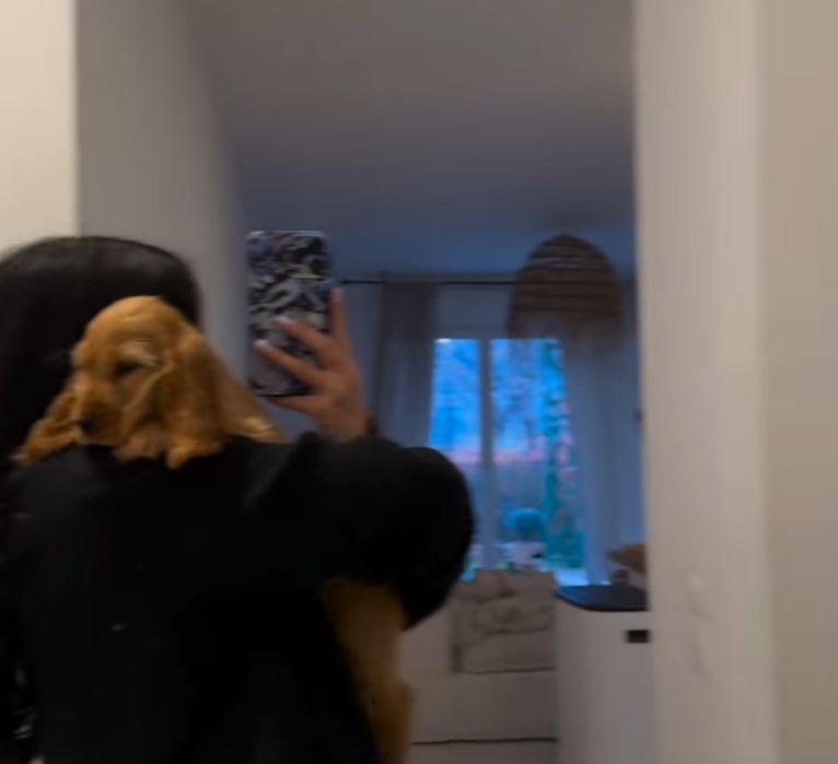 Руді красуні кокер спаніелів.