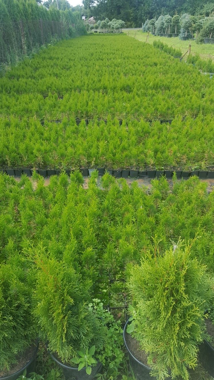 Tuja, tuje szmaragd wysokość 20-150cm od 3zł. Szkółka Krupocin.