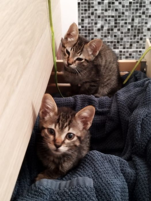 Gatinhos para adoção