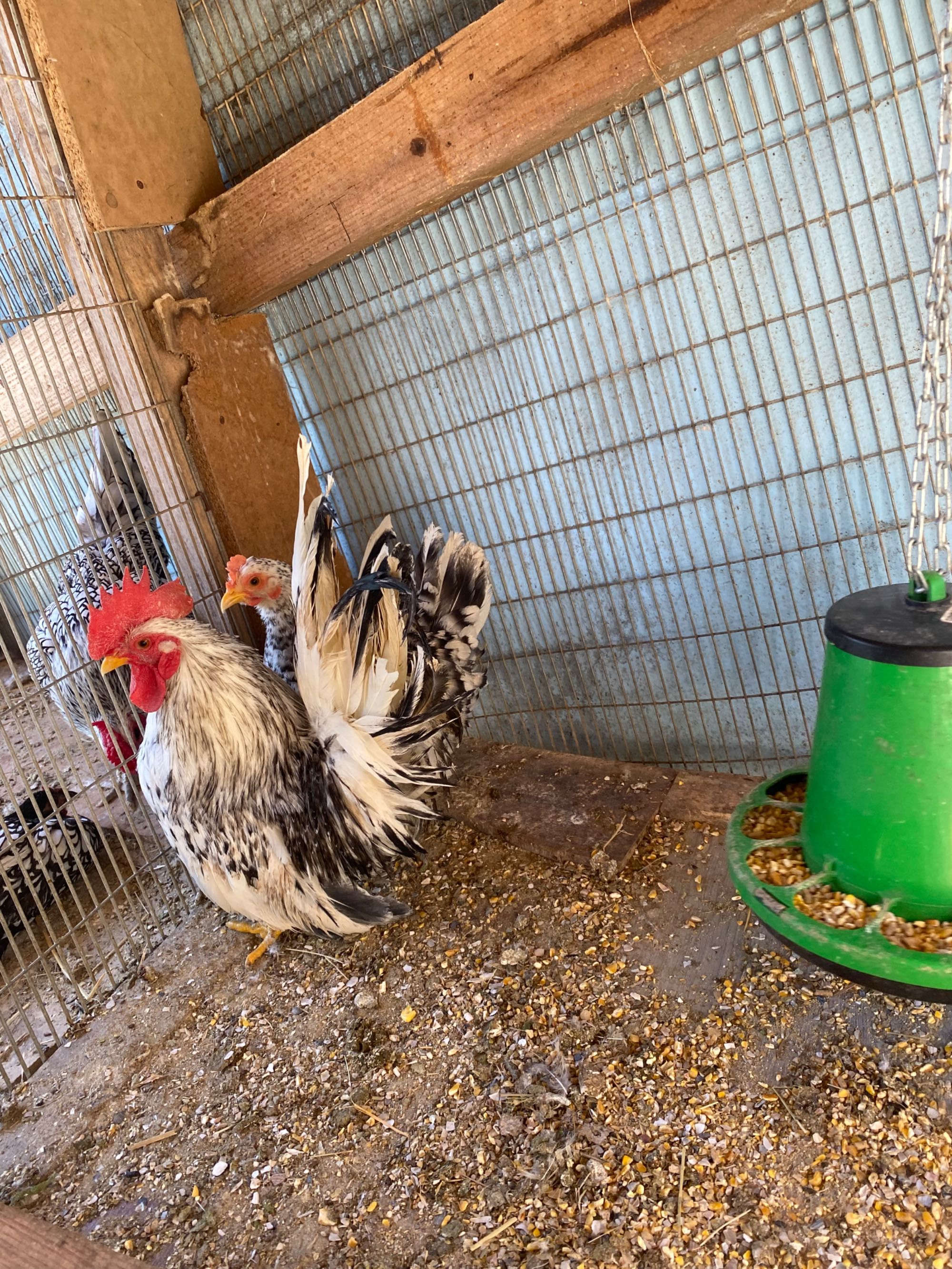 Ovos galados de brahma e Wayandotte e outras raças