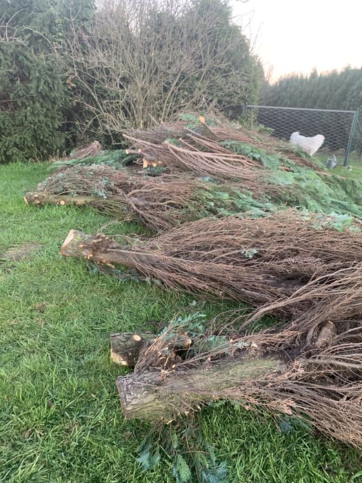 Drewno tije na opał