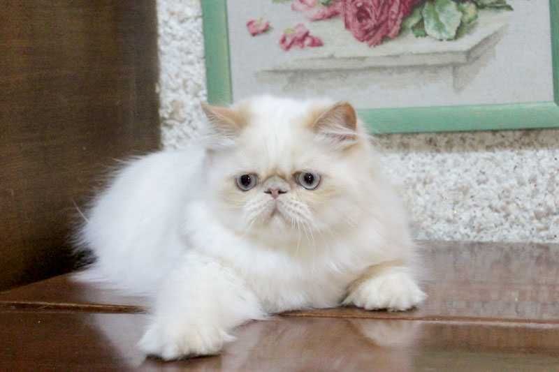 Очаровательный персидский котенок