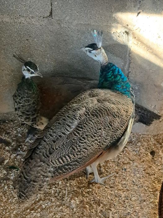 A venda jovens pavoēs