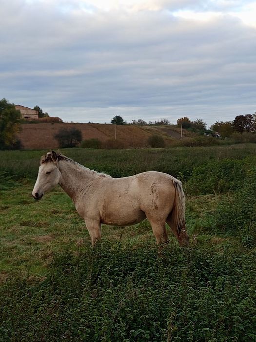 Продам лошата турійці детально звертатися за номером