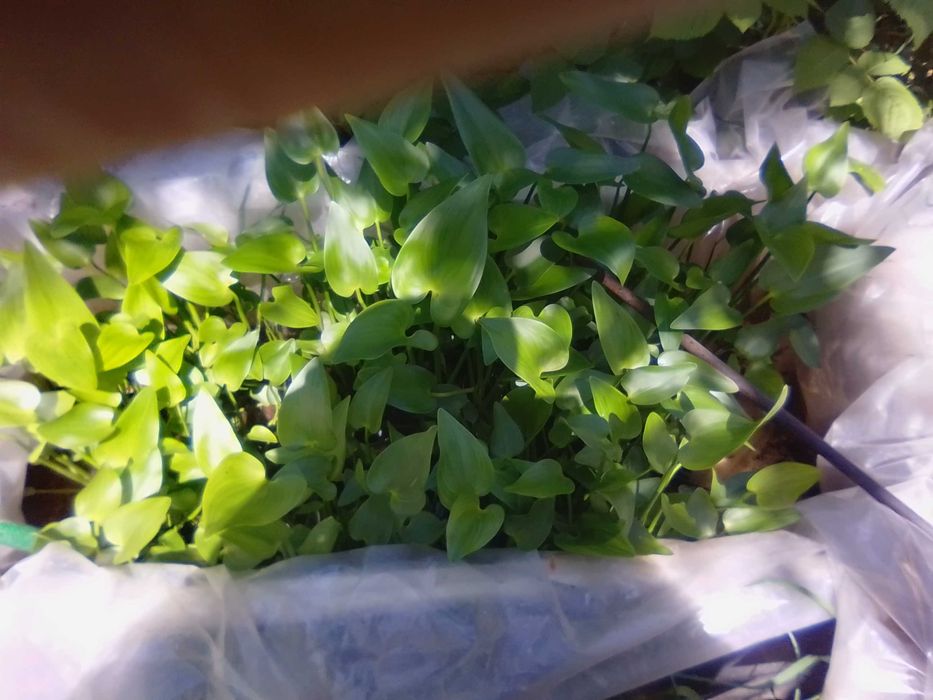 Растения для садового пруда лилия Аттракцион и пантедерия