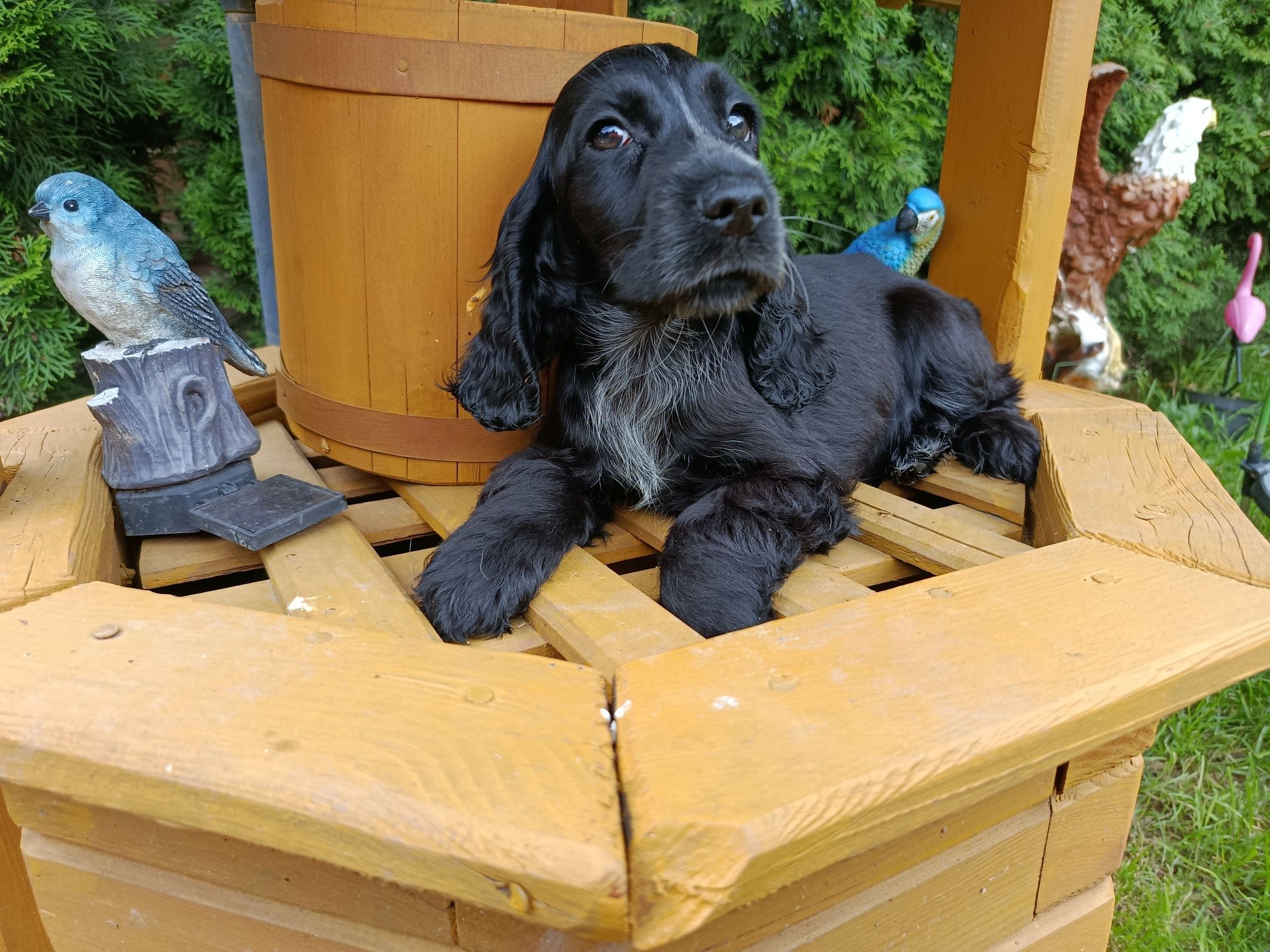 Cocker Spaniel angielski Piesek Rodowód witam posiadam