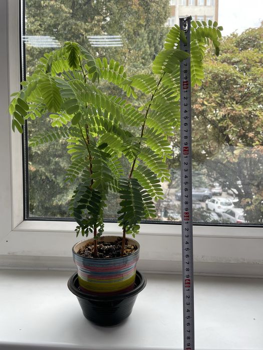 Тамаринд два саженця