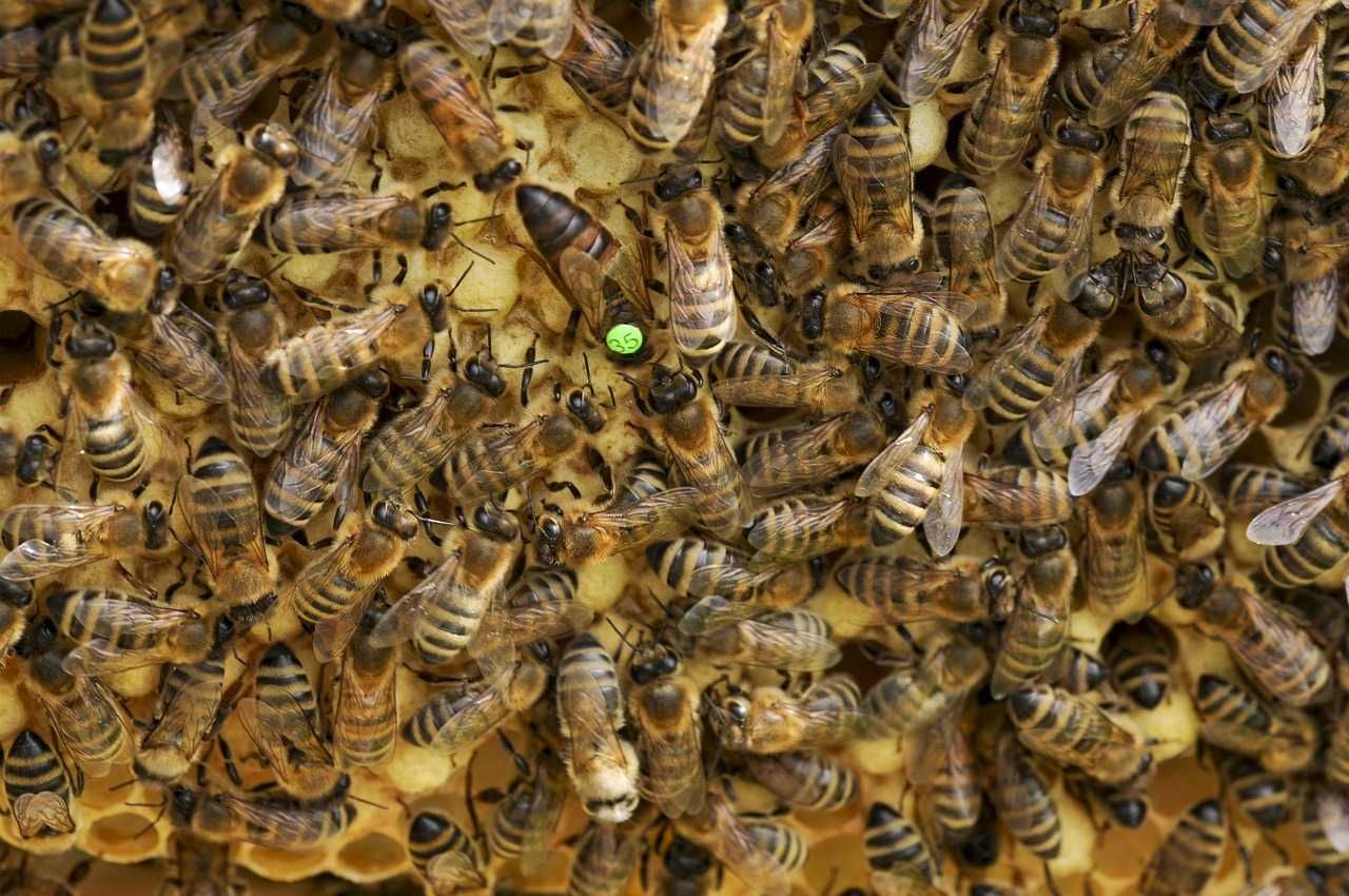 Abelhas rainhas Apis mellifera