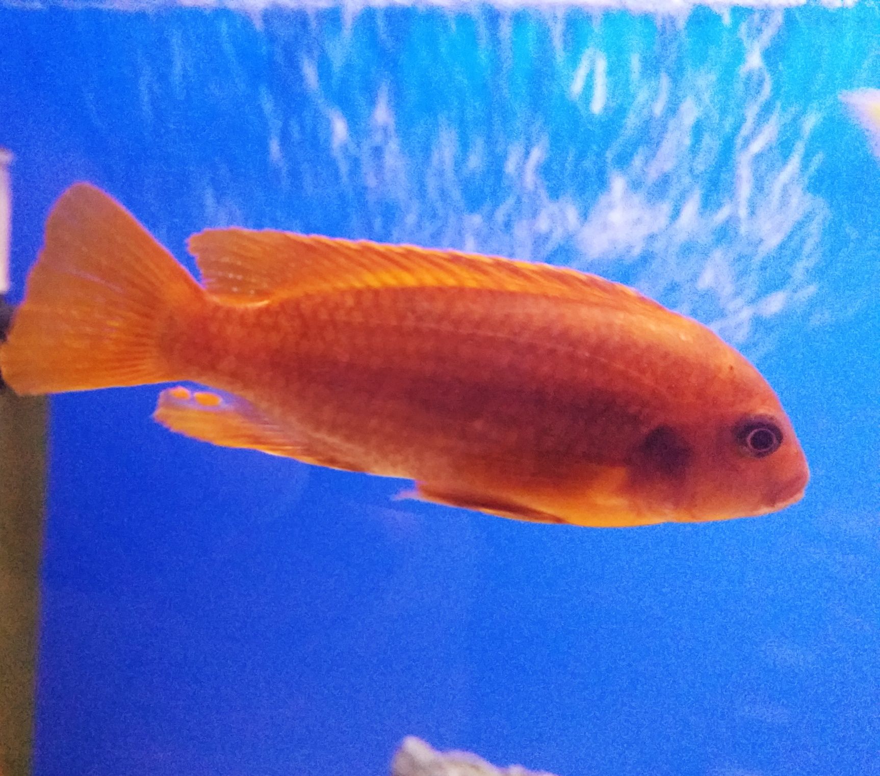 lodotropheus sprengerae makokola reef. Pyszczaki z Malawi.