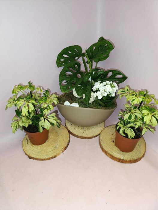 Шефлера  Жанін