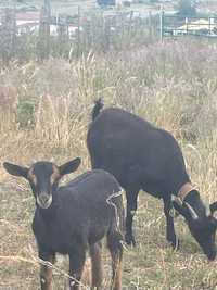 Vendo cabras fêmeas