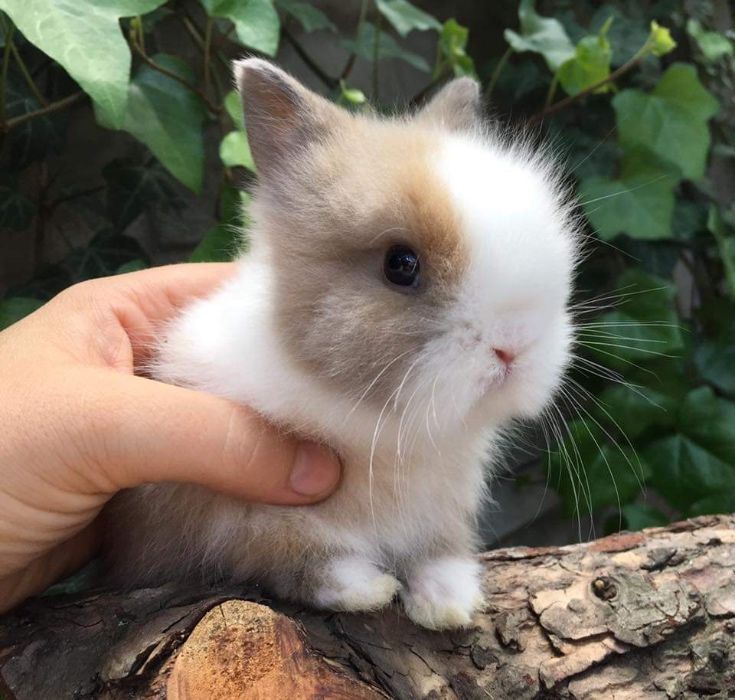 Królik miniaturka króliczek baranek mini lop karzełek teddy lewek