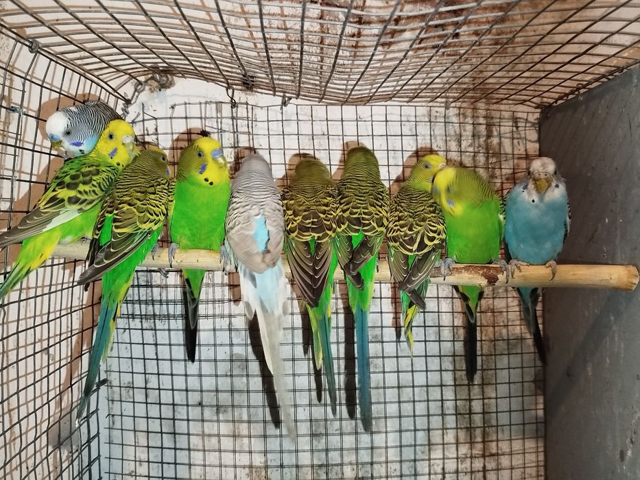 Piriquitos australianos