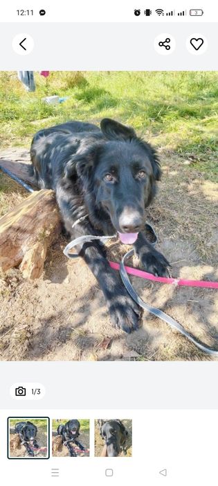 Oddam psa w dobre ręce