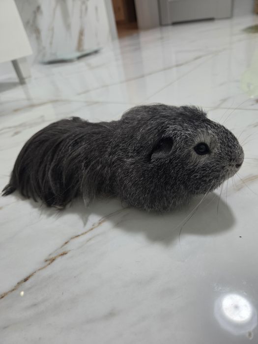 Swinka morska silver agouti samiec