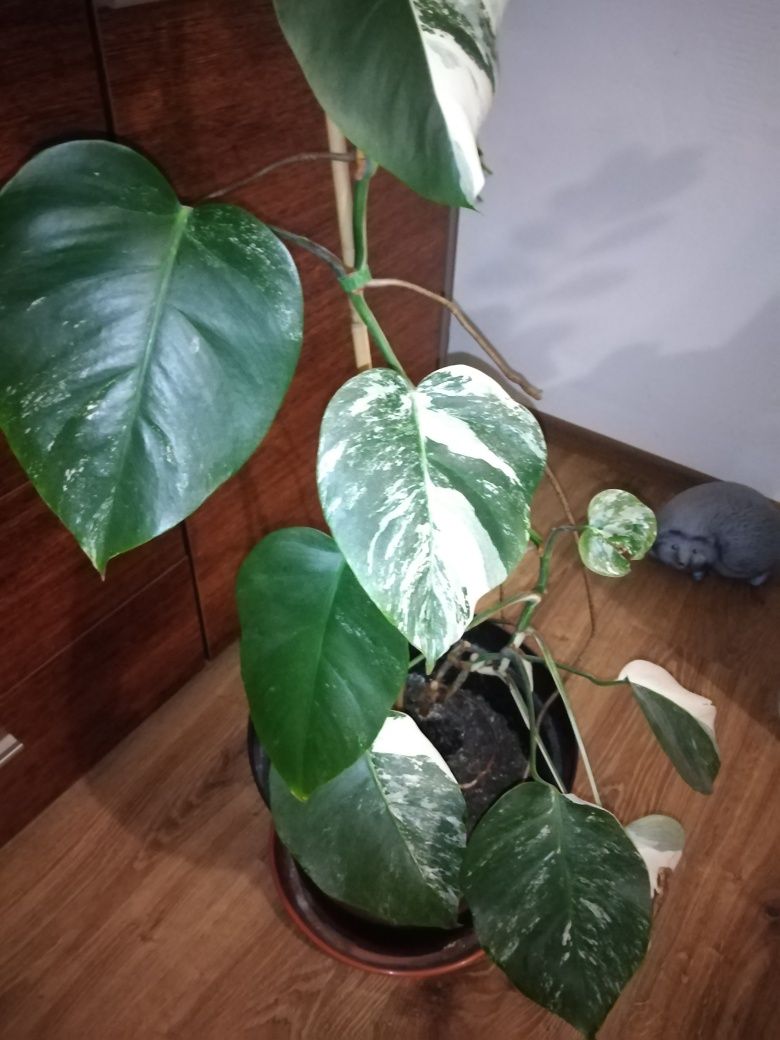 Monstera Variegata 14 liści