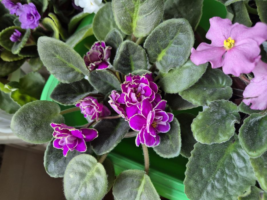 Фіалки махові та звичайні