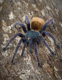 Chromatopelma cyaneopubescens/ Ptaszniki / Pająki . Hromka