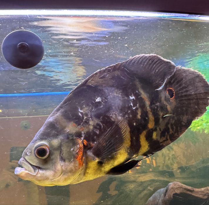 Астронотус oscar