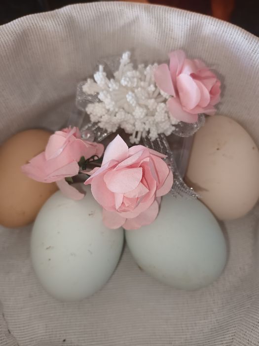 Ovos galinha Malines, Azur e Brahama black