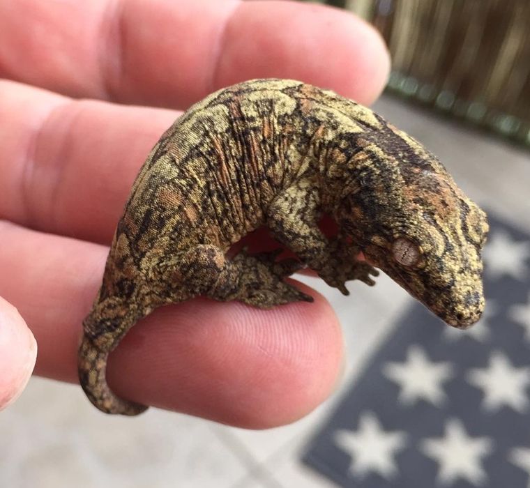 Olbrzymi gekon maluch