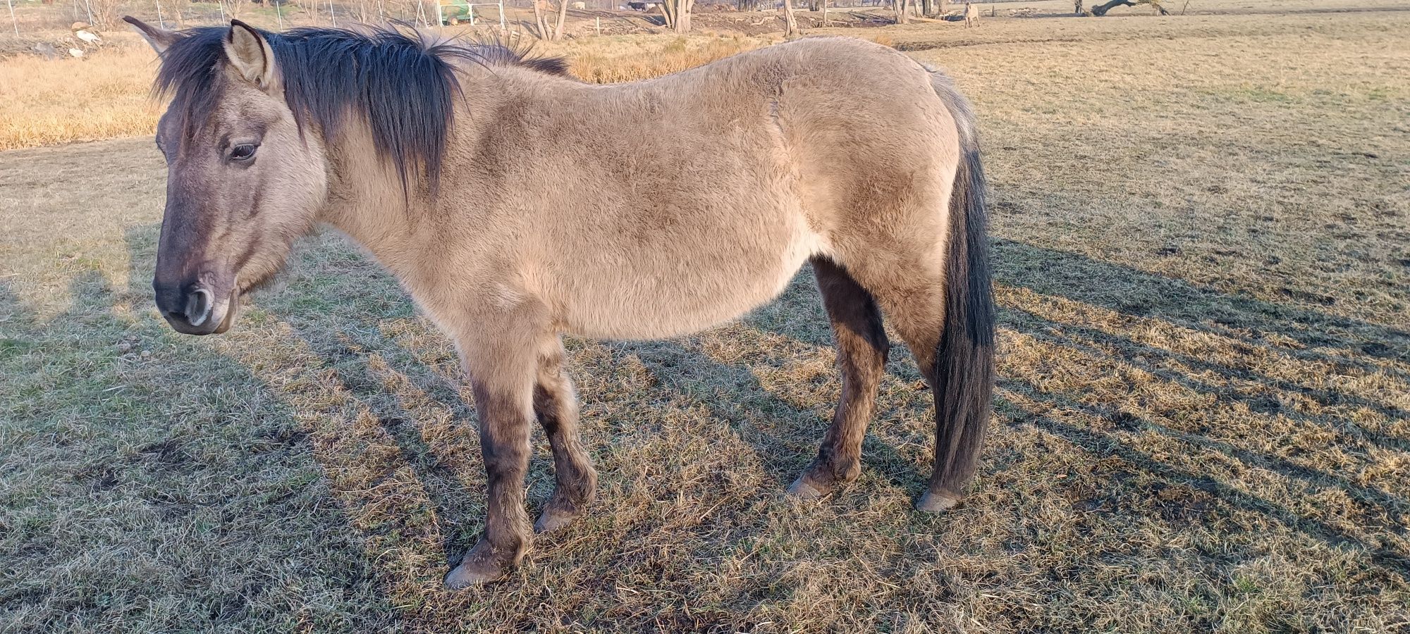 Konik polski, klacz ,źrebaki