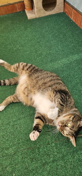 Cicha kotką i nie rysuje mebli