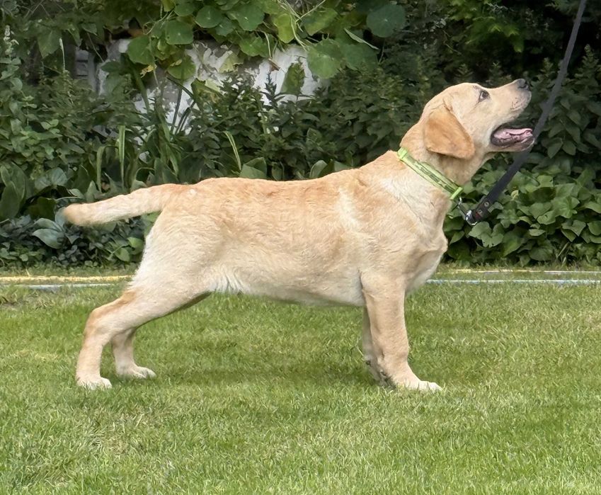 Labrador retriever OWEN Passion Dog ZKwP