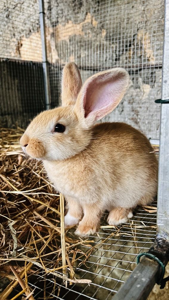 Coelhinho com 2 meses para estimação ou reprodução 

Descriç