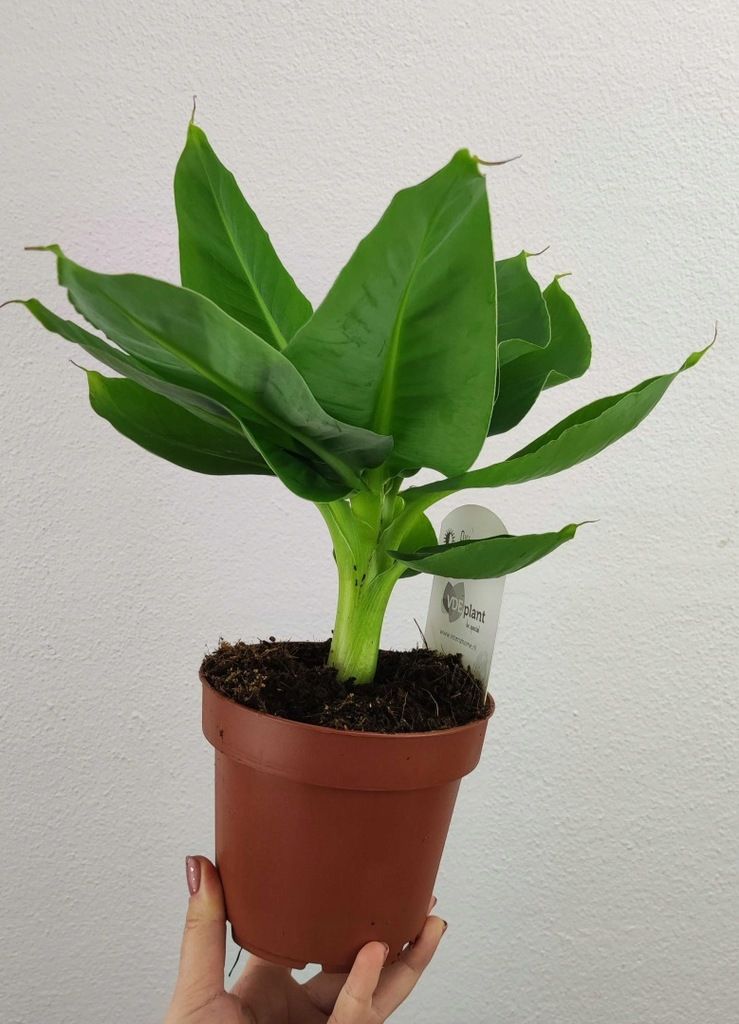 Bananowiec Musa Tropicana 25 cm