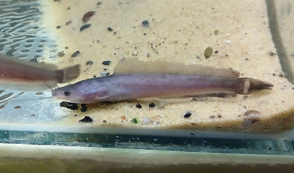 Сомик Клариус - Аквариумная Редкость! Отправка, доставка! Клариас!