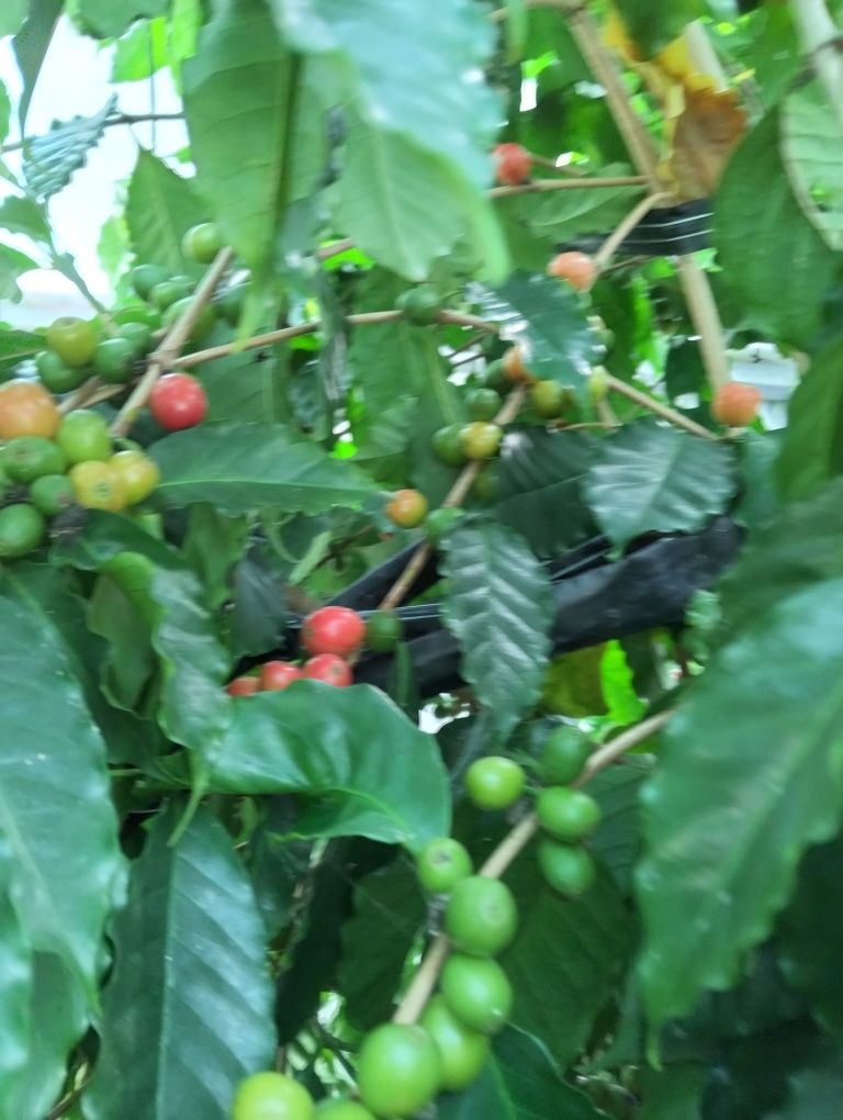 Plantas de café lllllllllll