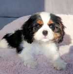 Cavalier King Charles Spaniel ZKwP FCI