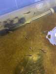 Guppys sortidos cada