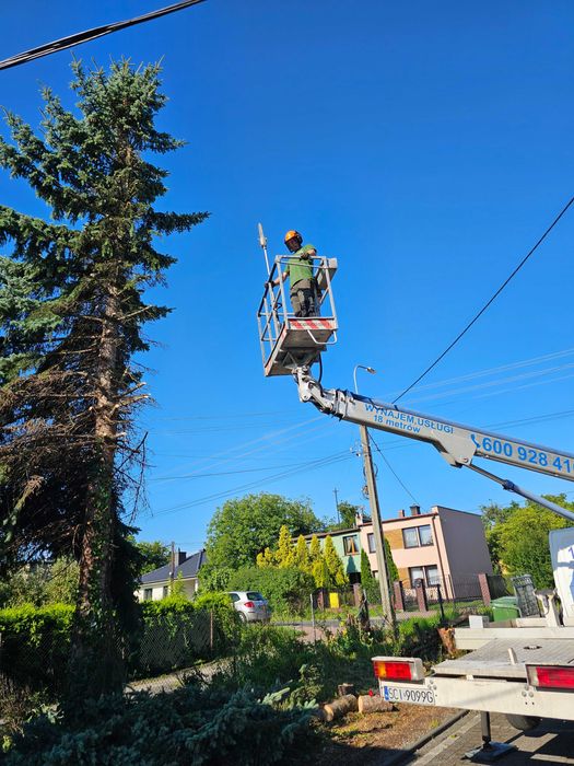 Wycinka drzew i krzewów, przycinanie żywopłotów, wywóz masy zielonej