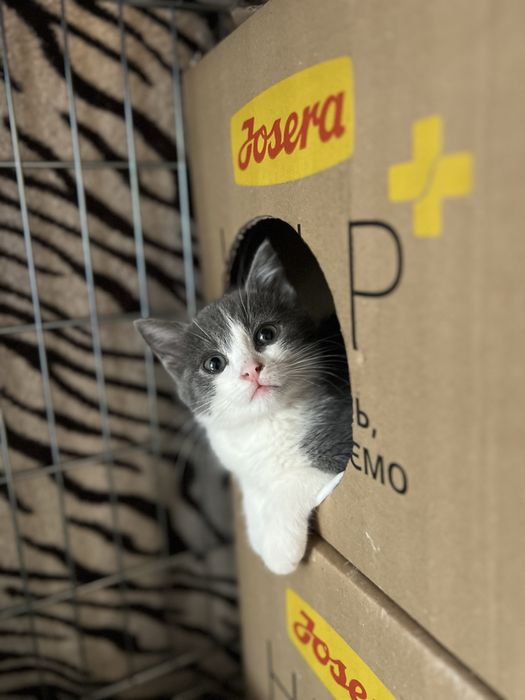 В добрые ручки , отдам даром