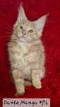 Rudy kocurek Maine Coon