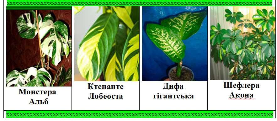 Монстера Ктенанте, Шефлера Діфенбахія кімнатні кавти