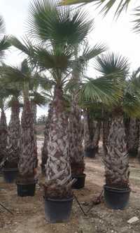 Washingtonia robusta Palmeiras