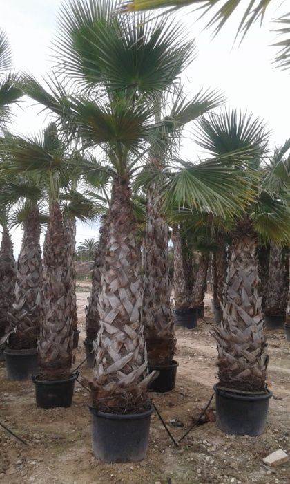 Washingtonia robusta Palmeiras 10 a 12 metros de tronco