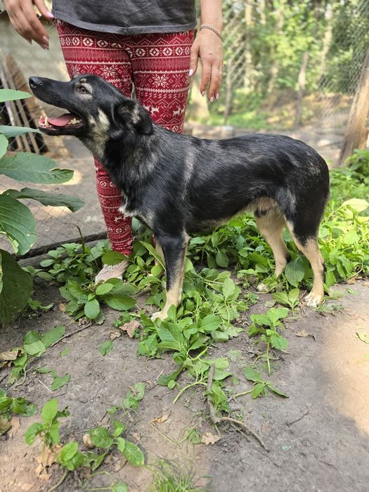 Песик в добрі ручки!