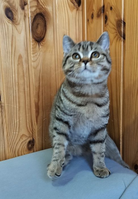 Шотландська дівчинка смужечку