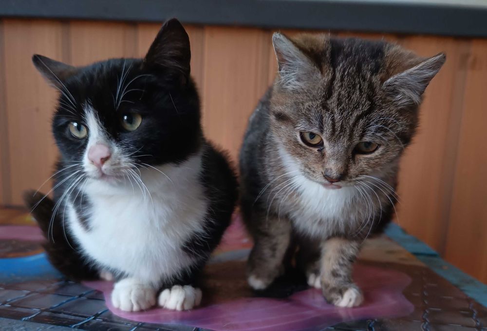 Кошенята шукають дім