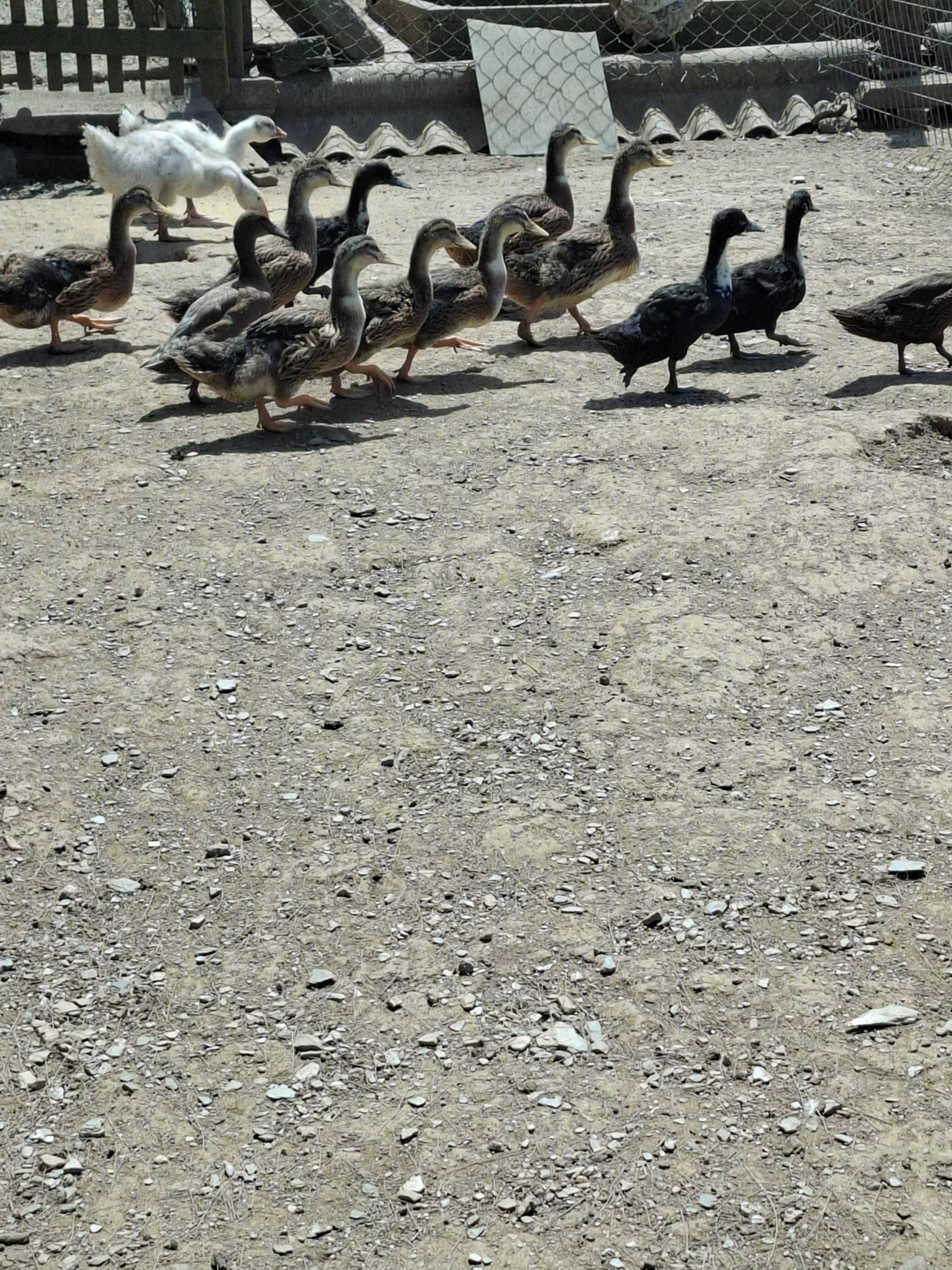 Pavoes patos galinhas garnizas  perus
