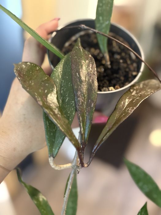 Hoya pubicalyx splash lub szczepki