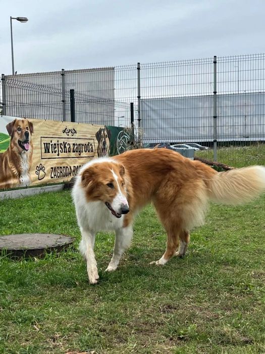 Miluś w typie collie x borzoja poleca się do adopcji