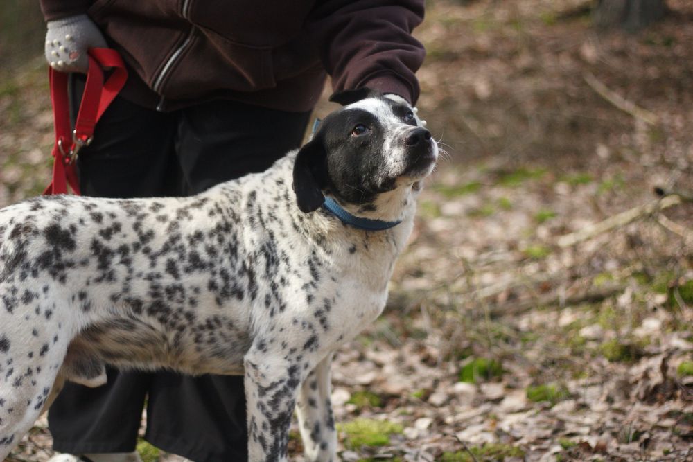 Łaciaty gentelmen czyli Ambaras czeka na dom