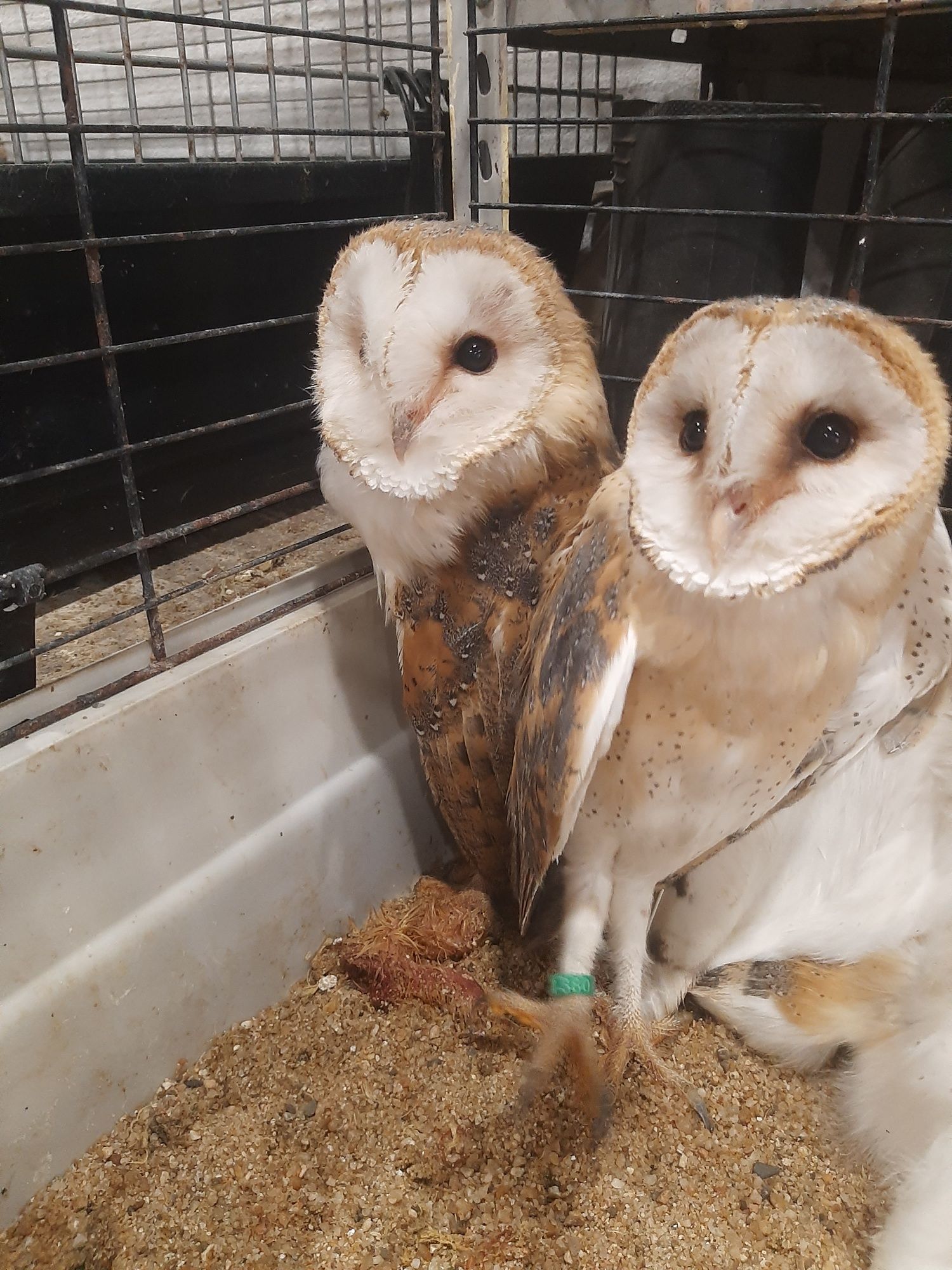 Corujas  das torres  (Tyto alba).