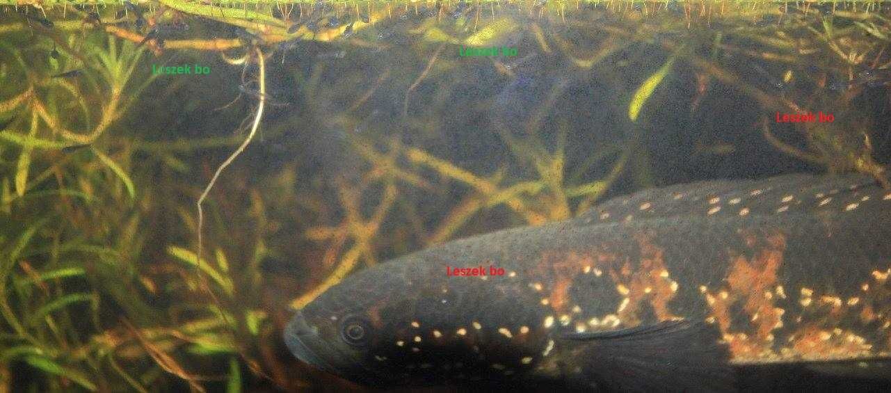 Wężogłów, Channa asiatica, cena za parę